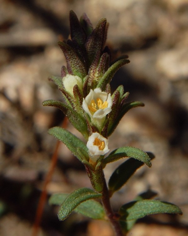 Odontites corsicus / Perlina sardo-corsa